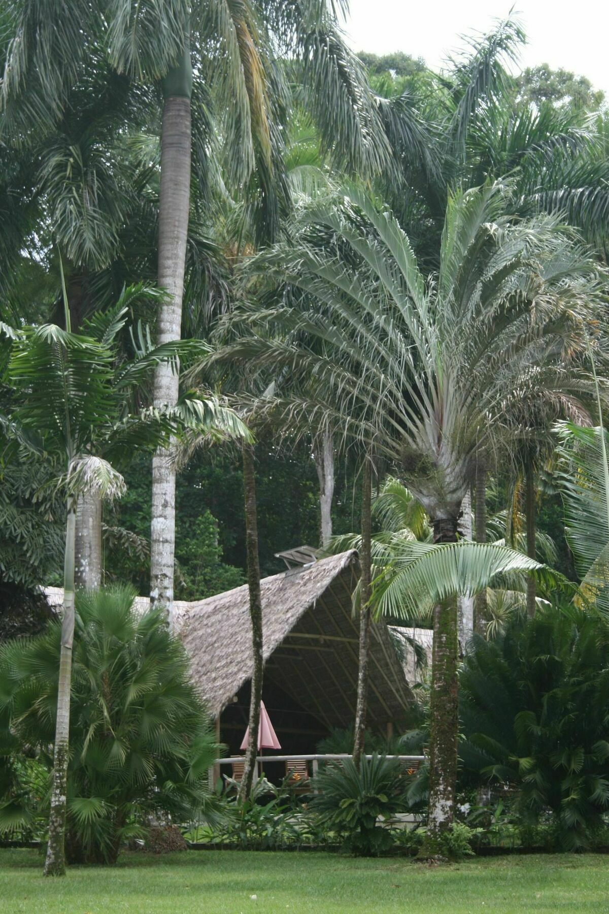 Bosque Del Cabo Rain Forest Lodge Puerto Jiménez Exterior photo